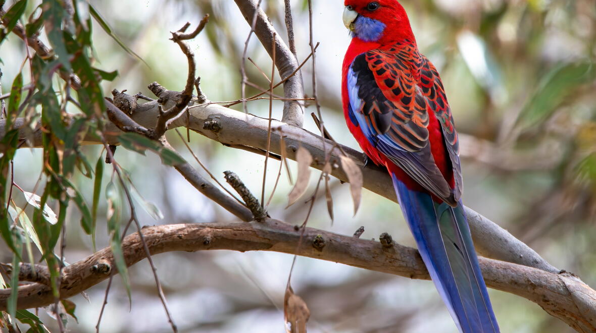 The study focused on 18 common species of birds, including the crimson rosella. Photo: Andrew/AdobeStock