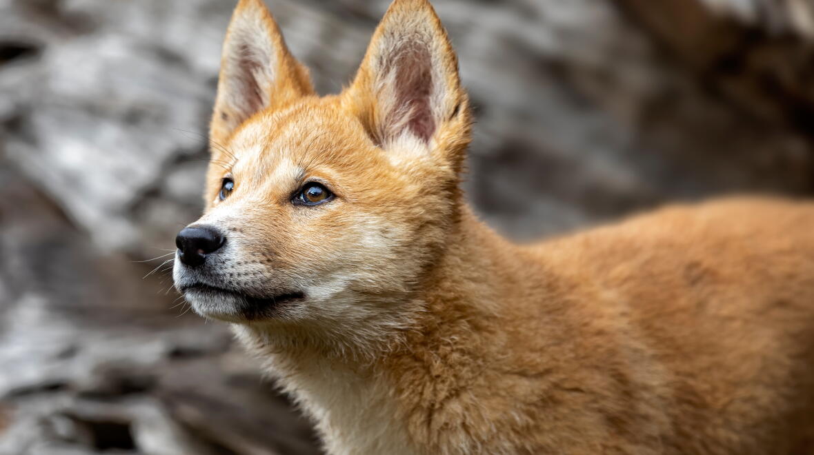 An Australian dingo puppy. Photo: Andrew / Adobe