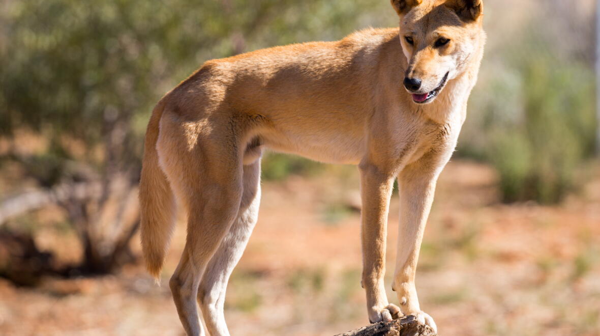 A wild dingo. Photo: FiledIMAGE / Adobe